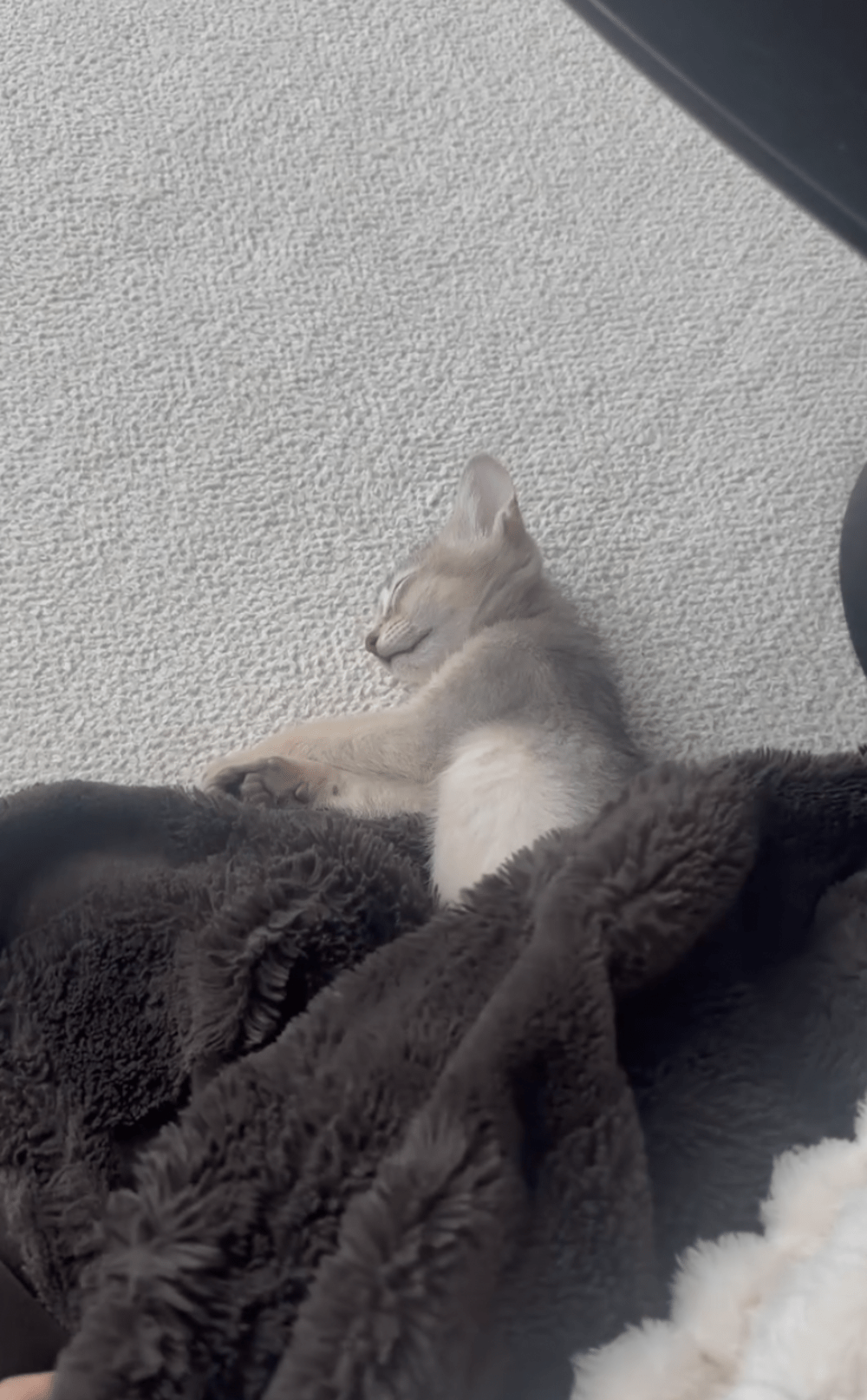 子猫爆睡中の毛布をめくると…予想外の“光景”に「吹きました」「直視できないレベル」