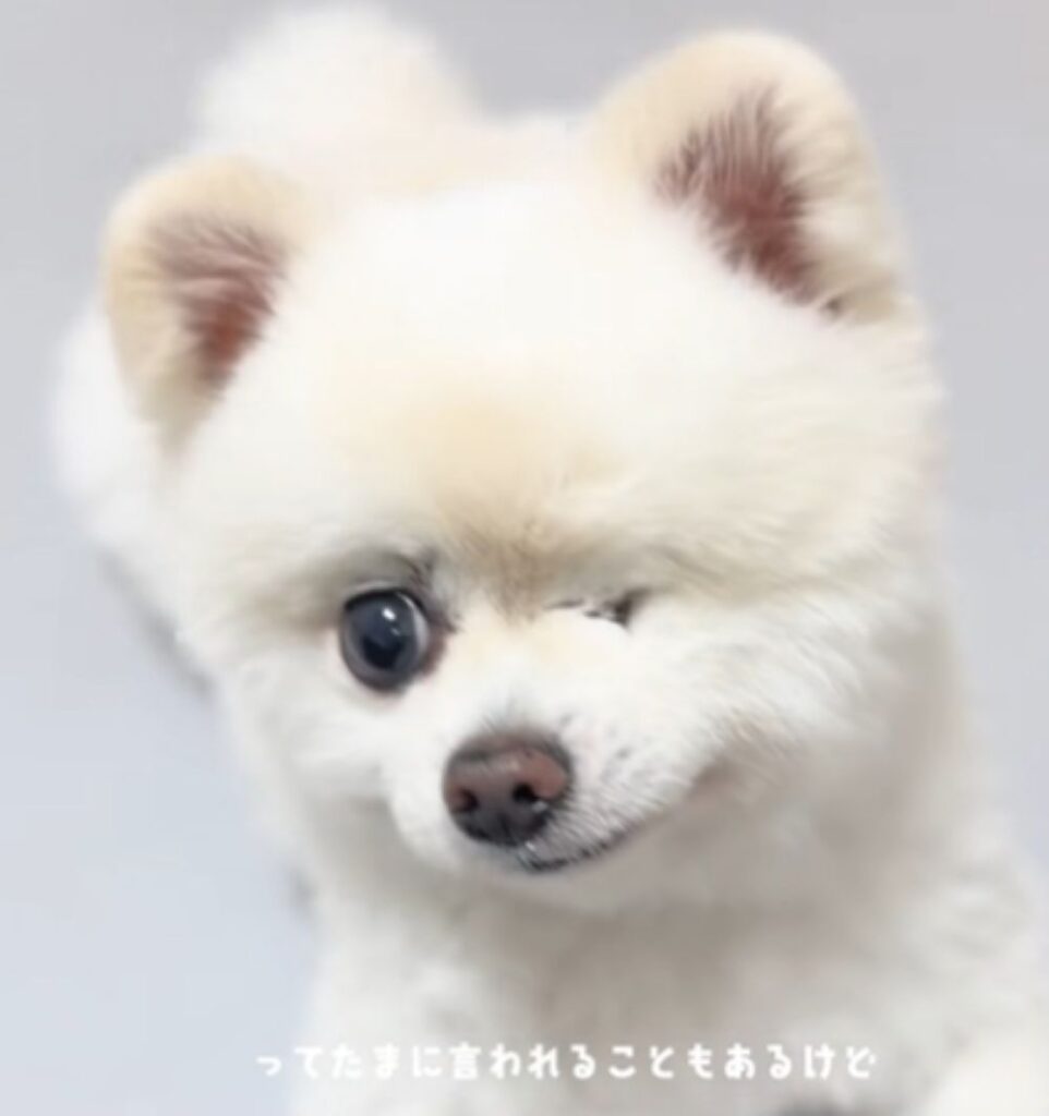 winkくん③（＠twinkle_wink11さんより提供）