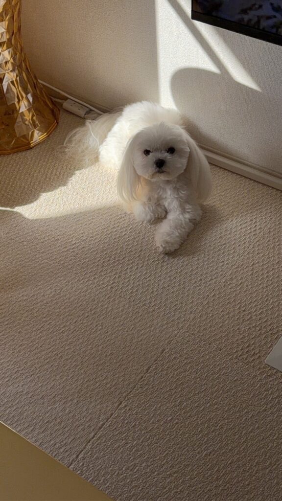 4歳になるマルチーズのぷりんちゃん（@kaokao.maruさんより提供）