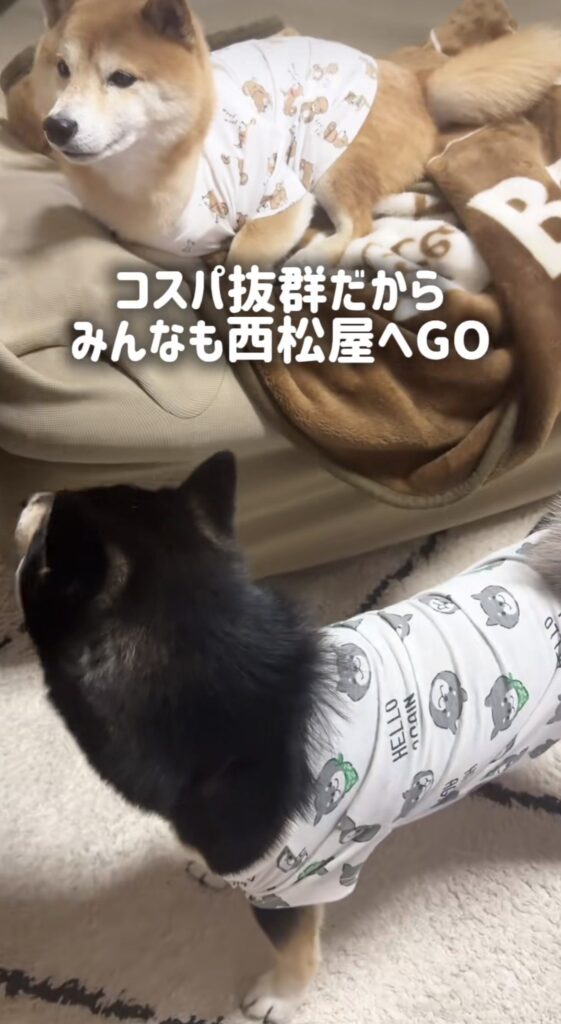 Tシャツを着たはるちゃん④（@mameharu.1202さんより提供）