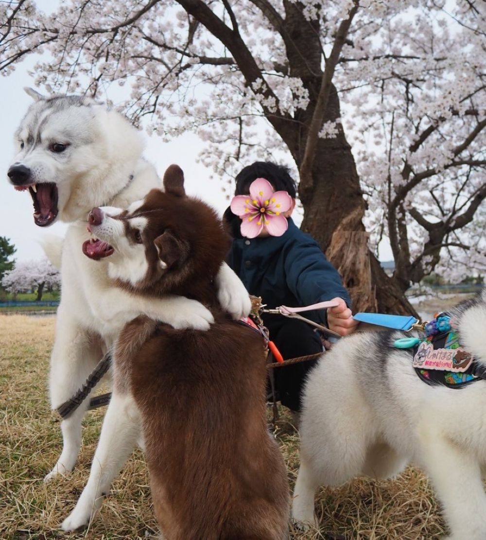 桜の木の下で…3匹のワンコと記念撮影。→しかし、撮影どころではない光景に「揉め事起きてますよww」「めっちゃ笑ったww」