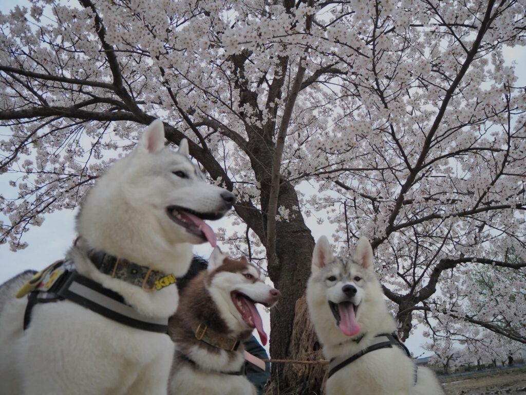 【実際の写真】　　投稿された写真