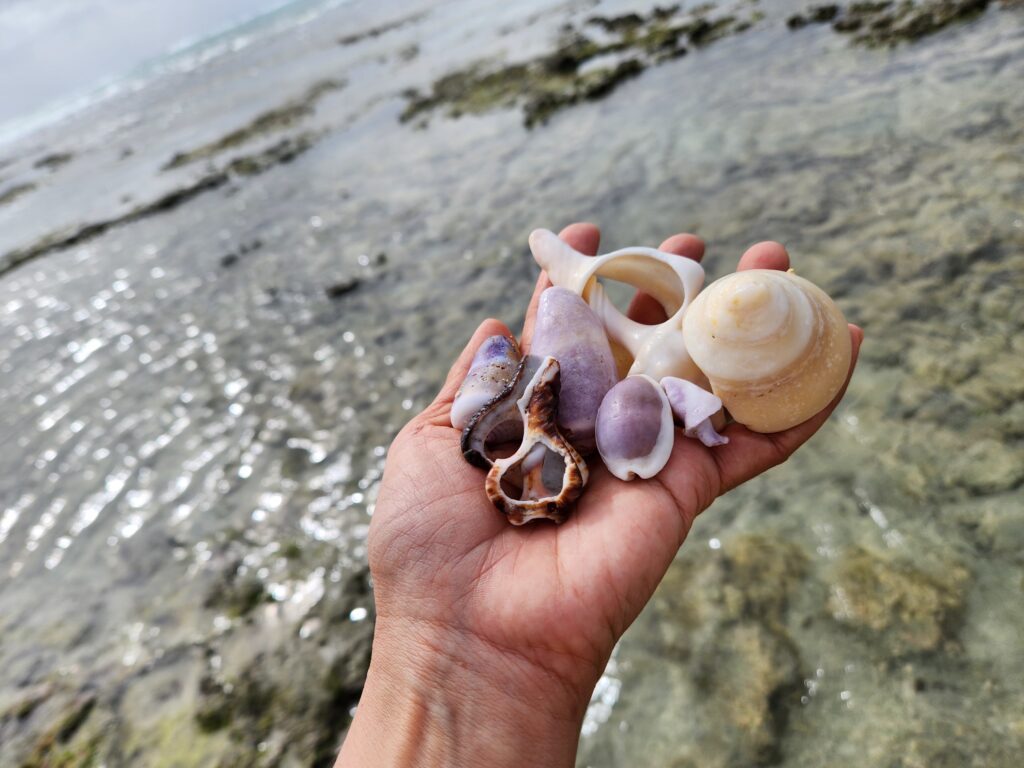 浜辺の写真⑥（＠akemi74rocksさんより提供）