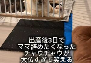 出産から3日目。子犬をお世話する母犬の表情が大仏すぎる！？その投稿に「わかりすぎるw」「あんた手伝いーや」