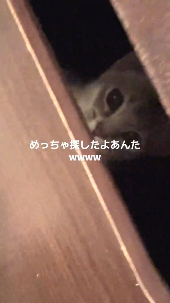 発見時の様子③（@user1120044479255さんより提供）