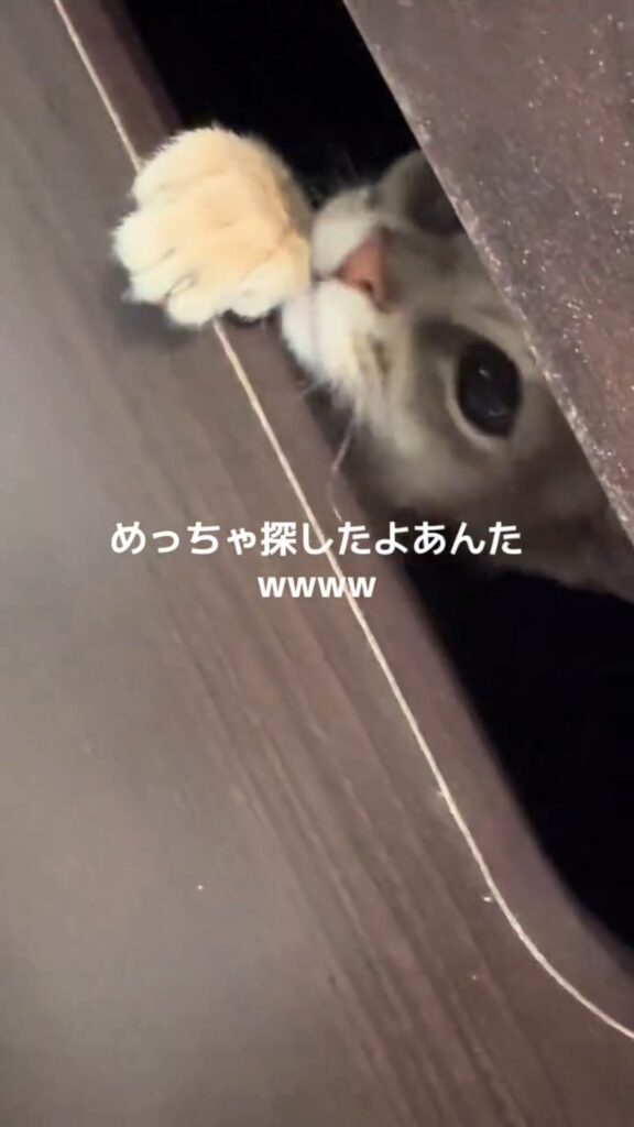 発見時の様子⑤（@user1120044479255さんより提供）