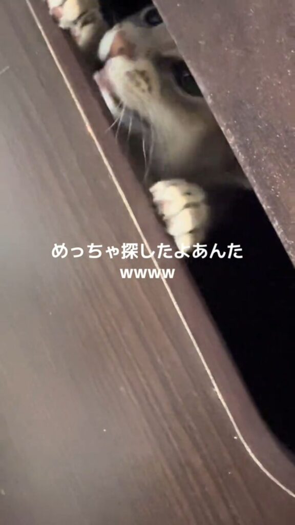 発見時の様子⑥（@user1120044479255さんより提供）