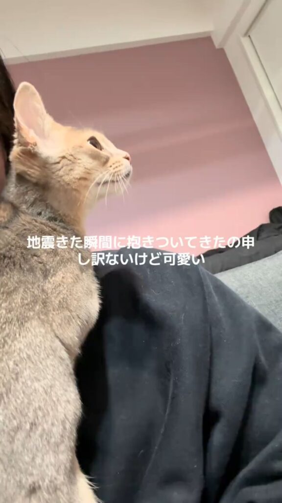 普段の猫ちゃんの様子①（@user1120044479255さんより提供）