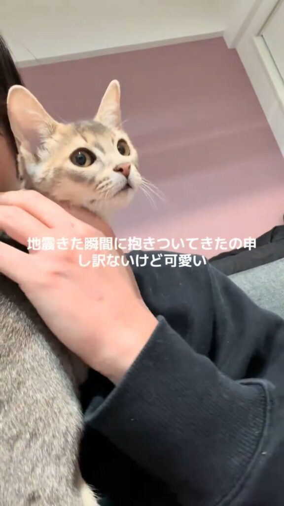 普段の猫ちゃんの様子②（@user1120044479255さんより提供）