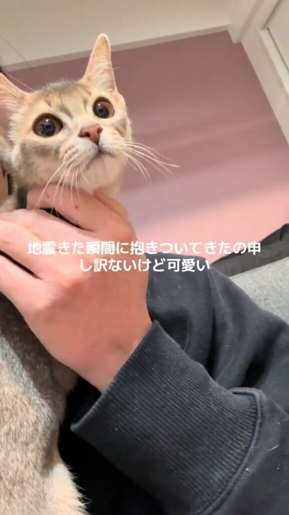 普段の猫ちゃんの様子③（@user1120044479255さんより提供）