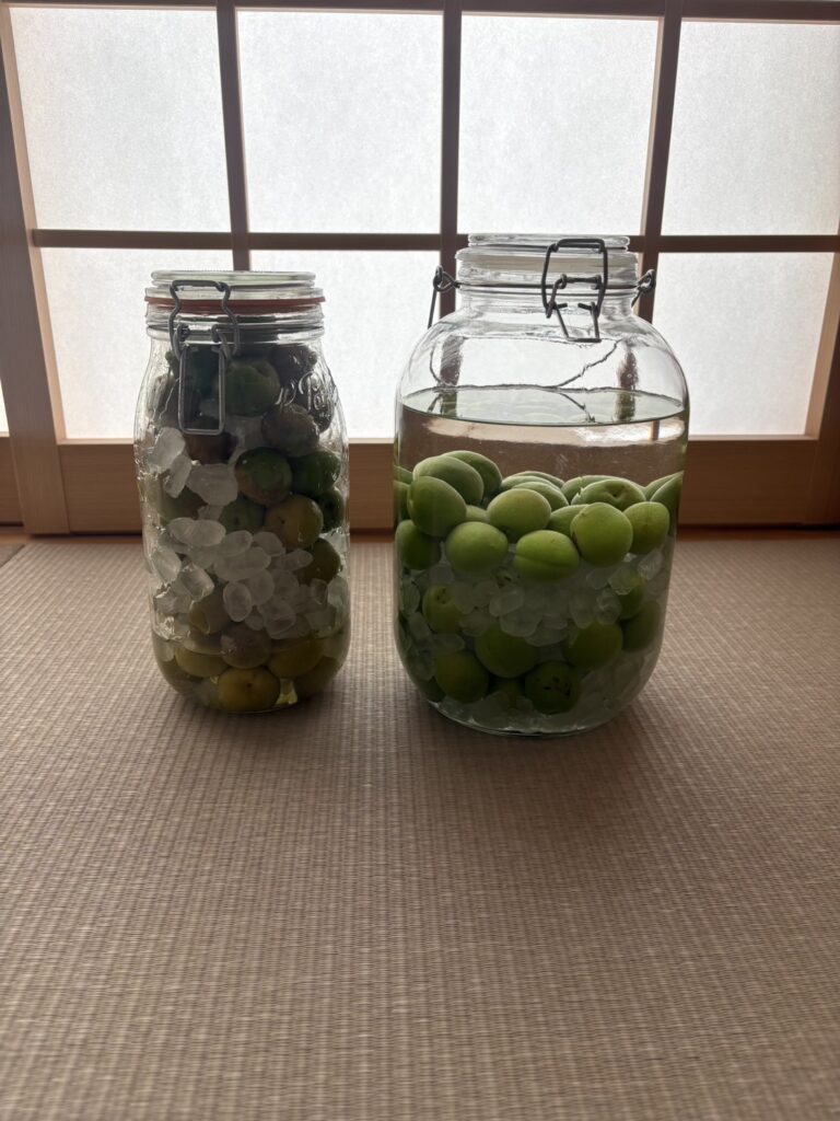 梅シロップ・梅酒の仕込みの様子①（＠kurashi_no_oboegakiさんより提供）