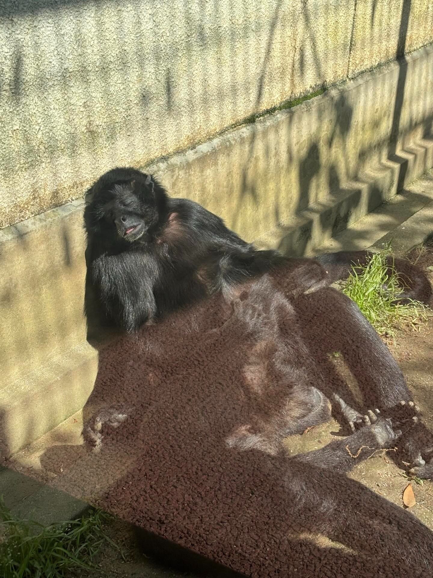 動物園で3歳娘「ママみたい」→投稿された、まさかの生き物に…「ママ最高ww」「電車の中で見てはいけないヤツ」