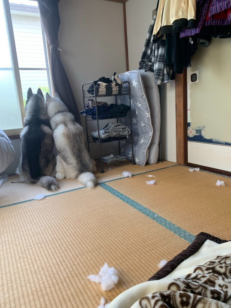 窓辺に座る2頭と散らばる綿（＠blankey_dog.666さんより提供）