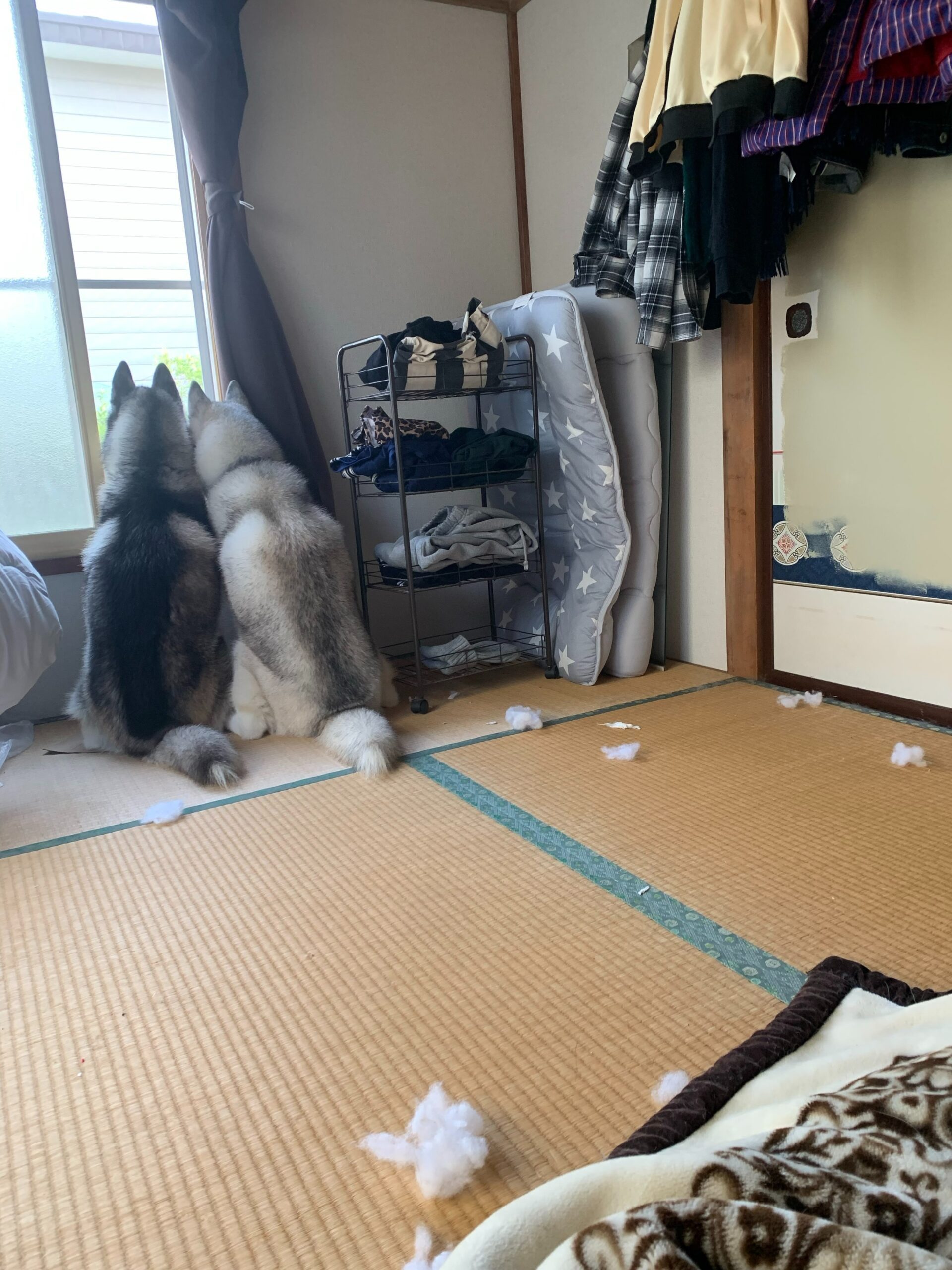 2頭仲良く並んで座っているわんちゃん、その後ろに”散らばる無数の物”が！あまりに不自然な光景に…「あの2頭絶対振り向かないぞｗ」