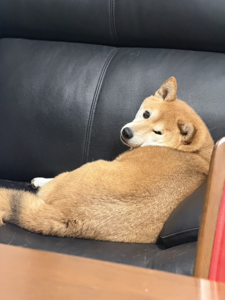 【実際の写真】　飼い主さんが見た光景