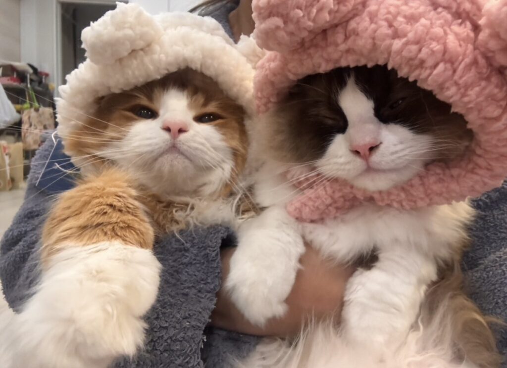 猫同士で過ごす様子②（＠mayumihotodaさんより提供）