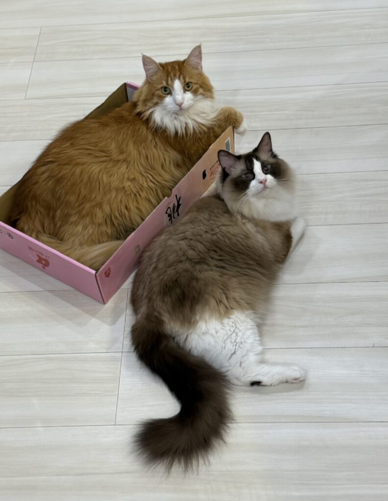 猫同士で過ごす様子①（＠mayumihotodaさんより提供）