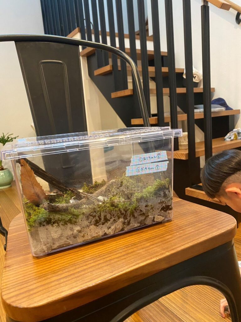 飼育中のカナヘビ①（＠tomconecoさんより提供）