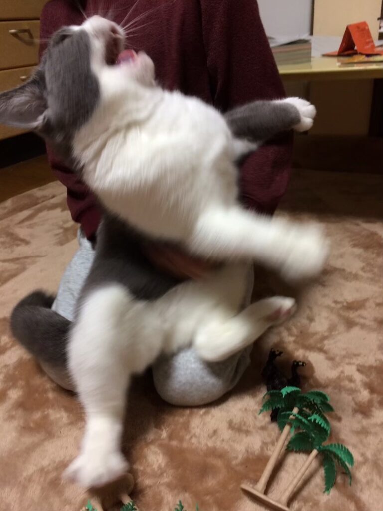 【実際の写真】　妻が見た光景
