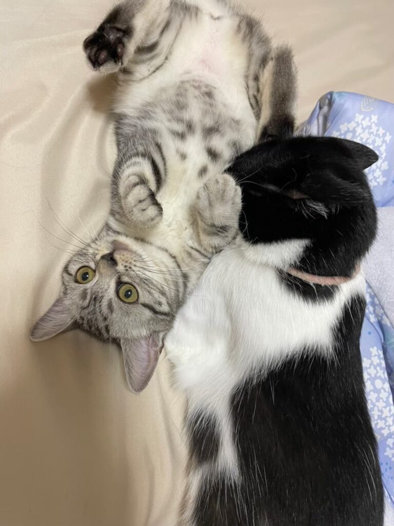 猫たちの普段の様子④（＠morri_s2757さんより提供）