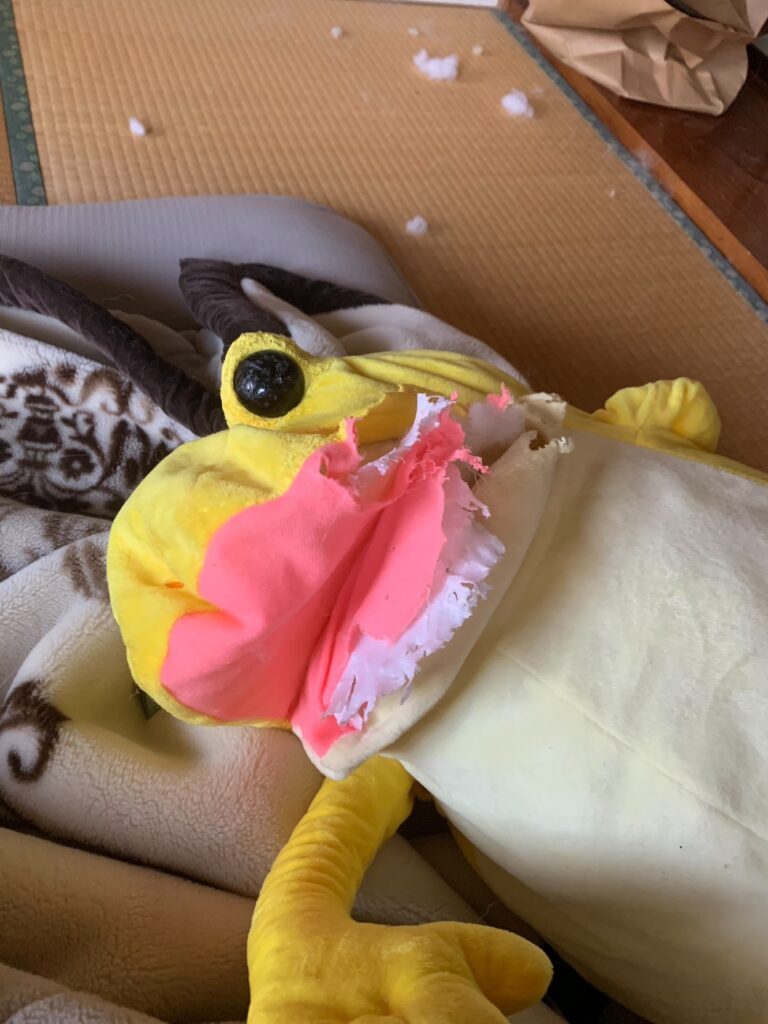 カエルのぬいぐるみ（＠blankey_dog.666さんより提供）