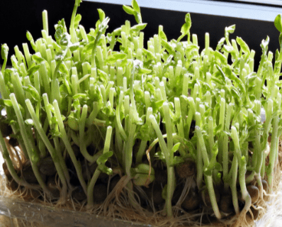 庭に豆苗を地植えしてみたら…半年後の姿に「え、知らなかった!!」「なにそれ凄い!」「私もやってみたい!」