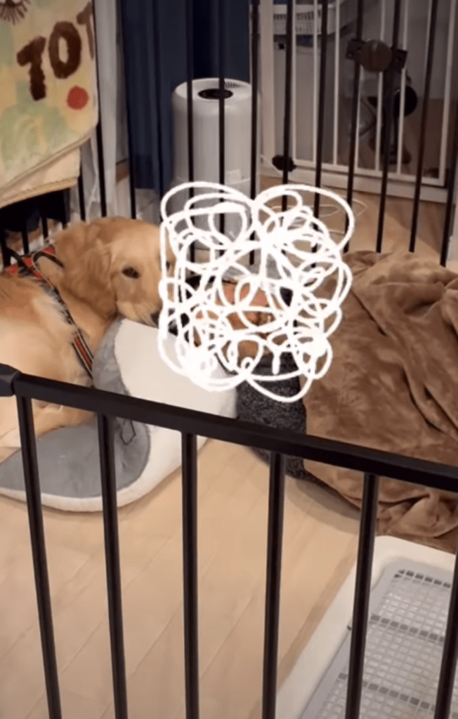 犬用ハウスで眠るお兄さん②（＠boku_omochi73さんより提供）