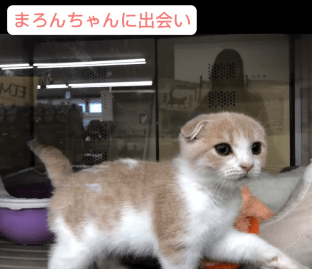 猫ちゃんをお迎え（@kobafamily.lifeさんより提供）