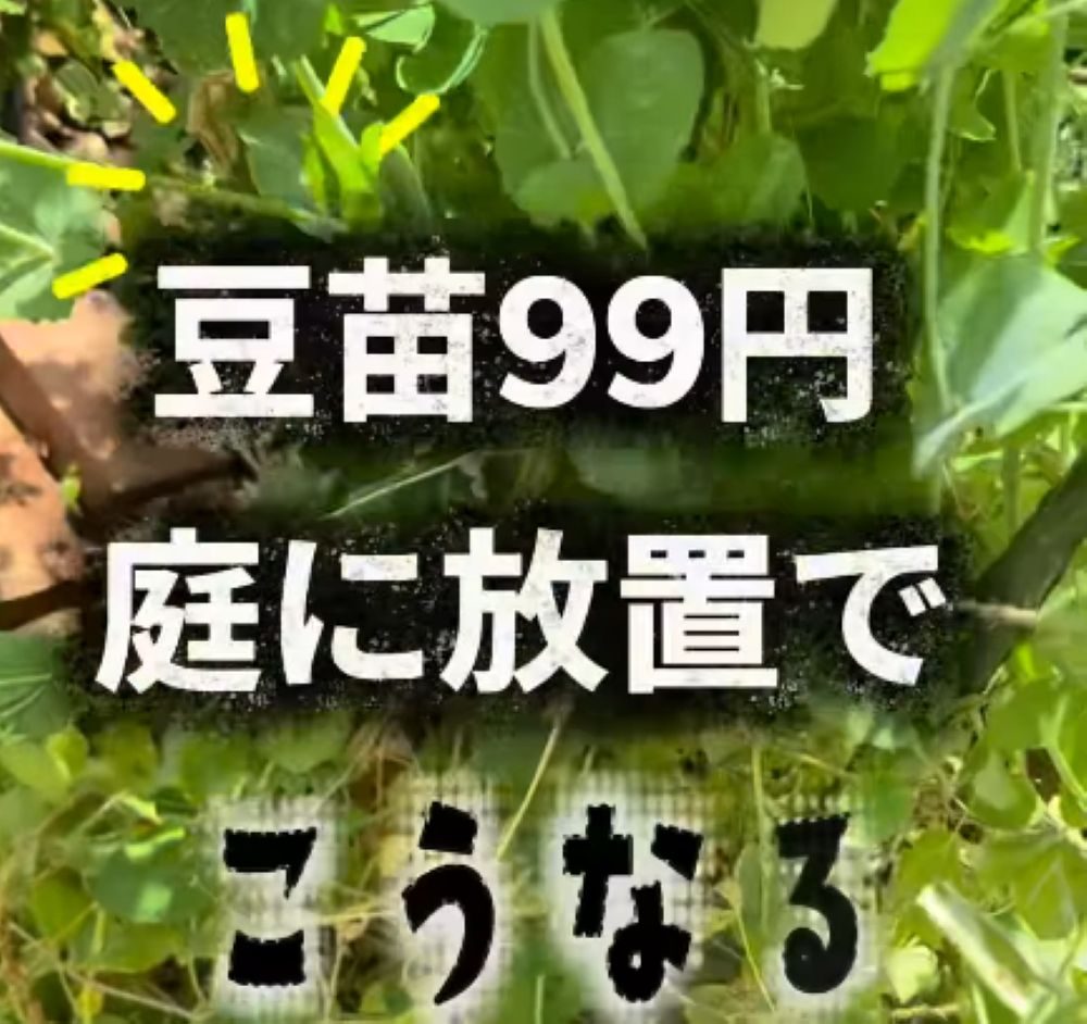 豆苗を庭に放置すると…①（＠86na_no.toさんより提供）