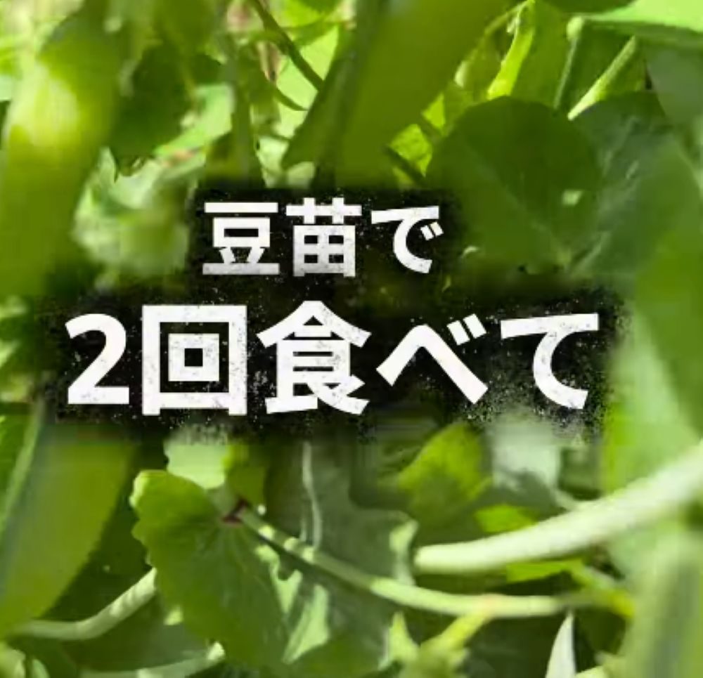 豆苗を庭に放置すると…⑥（＠86na_no.toさんより提供）