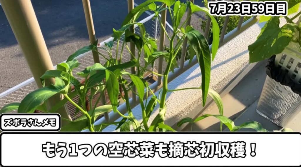 空芯菜の水耕栽培⑨（＠zubora_puさんより提供）
