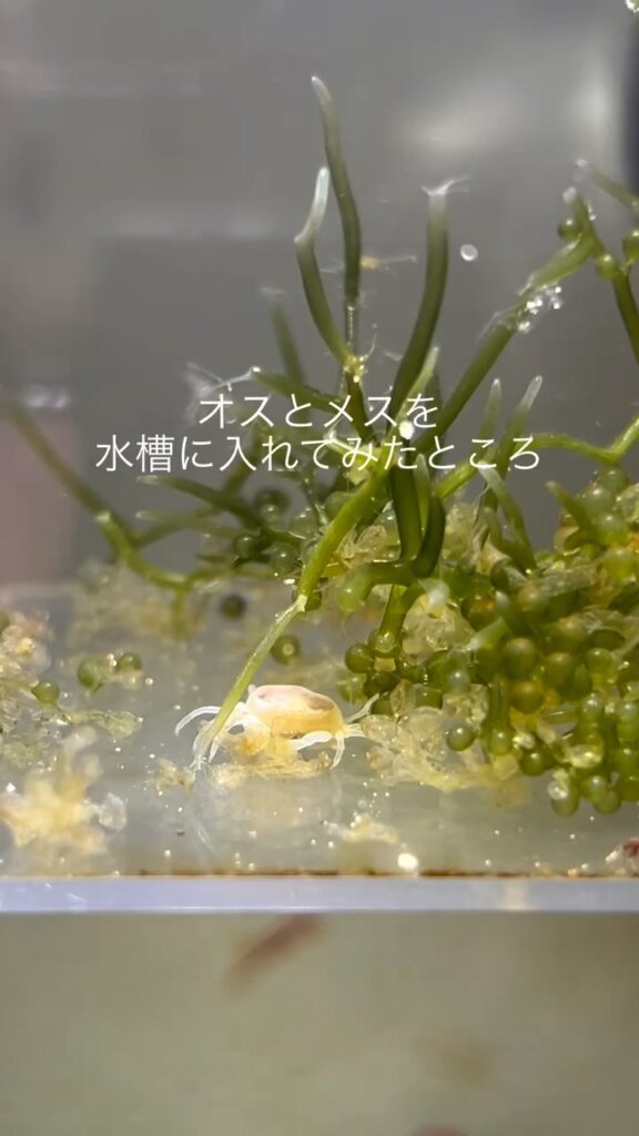 水槽に入れた様子①（＠aquariumruuさんより提供）