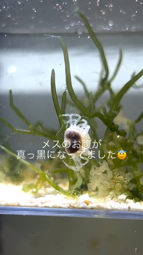 水槽内のピンノの様子②（＠aquariumruuさんより提供）