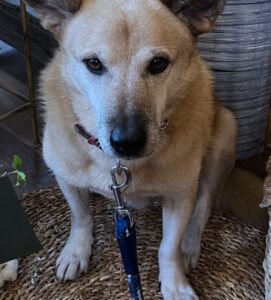 山に置き去りにされていた犬。3年後の現在…”まさかの姿”に「招き猫ならぬ、招き犬」「カッコイイ」「運命だったみたい」