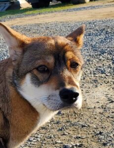 「これは…T.M.Revolutionでは？」避妊手術後、洋服を拒否した犬の“まさかの姿”に「初めて見ました笑」「笑ったらダメなのに耐えられないｗ」「悲壮感すごい」