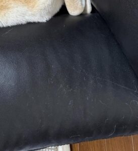 【完全にしゃちほこ】ソファでくつろぐ愛犬の様子に「名古屋に住まう犬としての意識の高さが…」「待ってww」「芸達者！！」