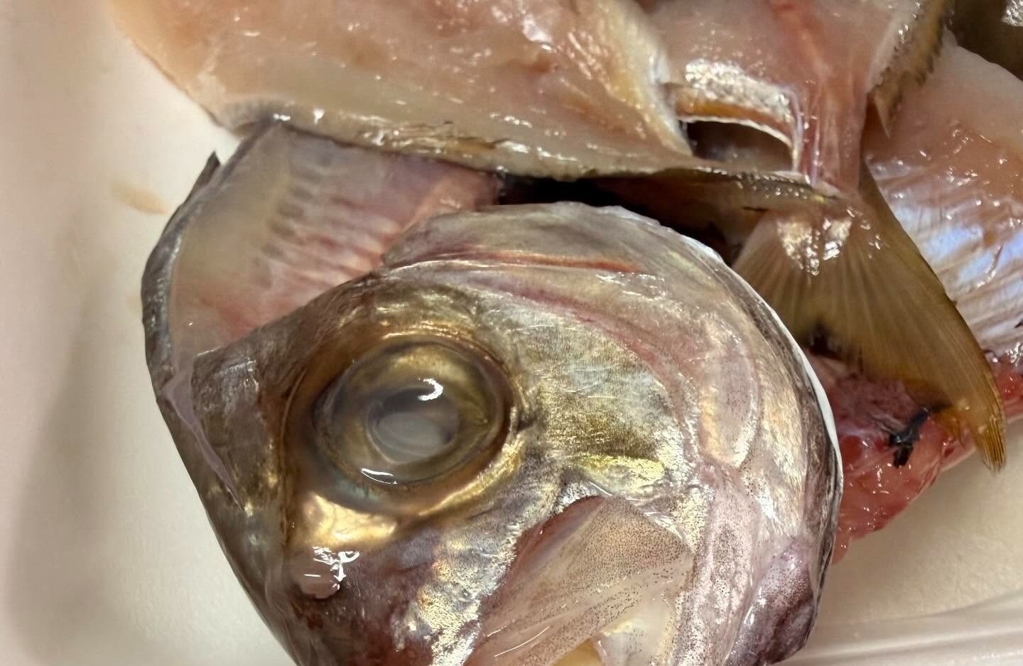 店で鯛を買った女性「ん…?」魚の様子に違和感→よく見ると…「ぎゃあああ!」「どーしたらいいの私」「縁起物!?」