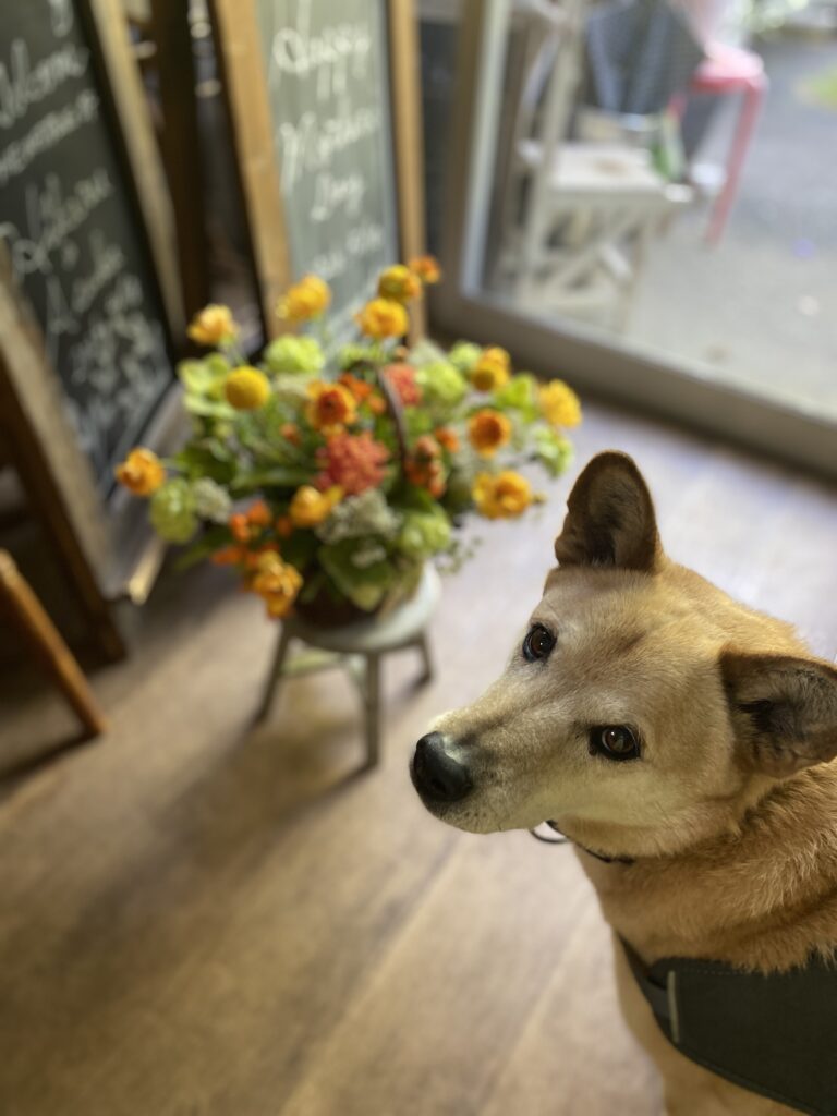 看板犬として店頭で①（＠msflowerpartnerさんより提供）