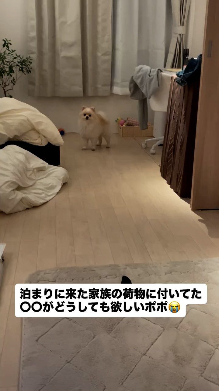 ひたすら「ちょうだい！」と訴え続ける犬。その真剣な眼差しが捉えた“まさかの物”に…「懐かしい！」「可愛すぎる！」
