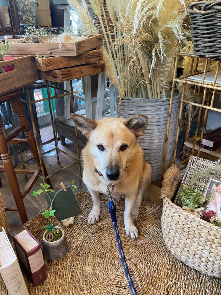 看板犬として店頭で③（＠msflowerpartnerさんより提供）