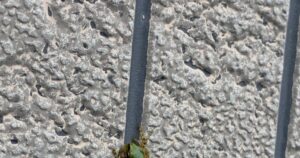 自宅前で見つけたカエルに違和感。一度スルーするも、引き返してよく見てみた結果→まさかの光景に…「わ～珍しい」「見たことない」