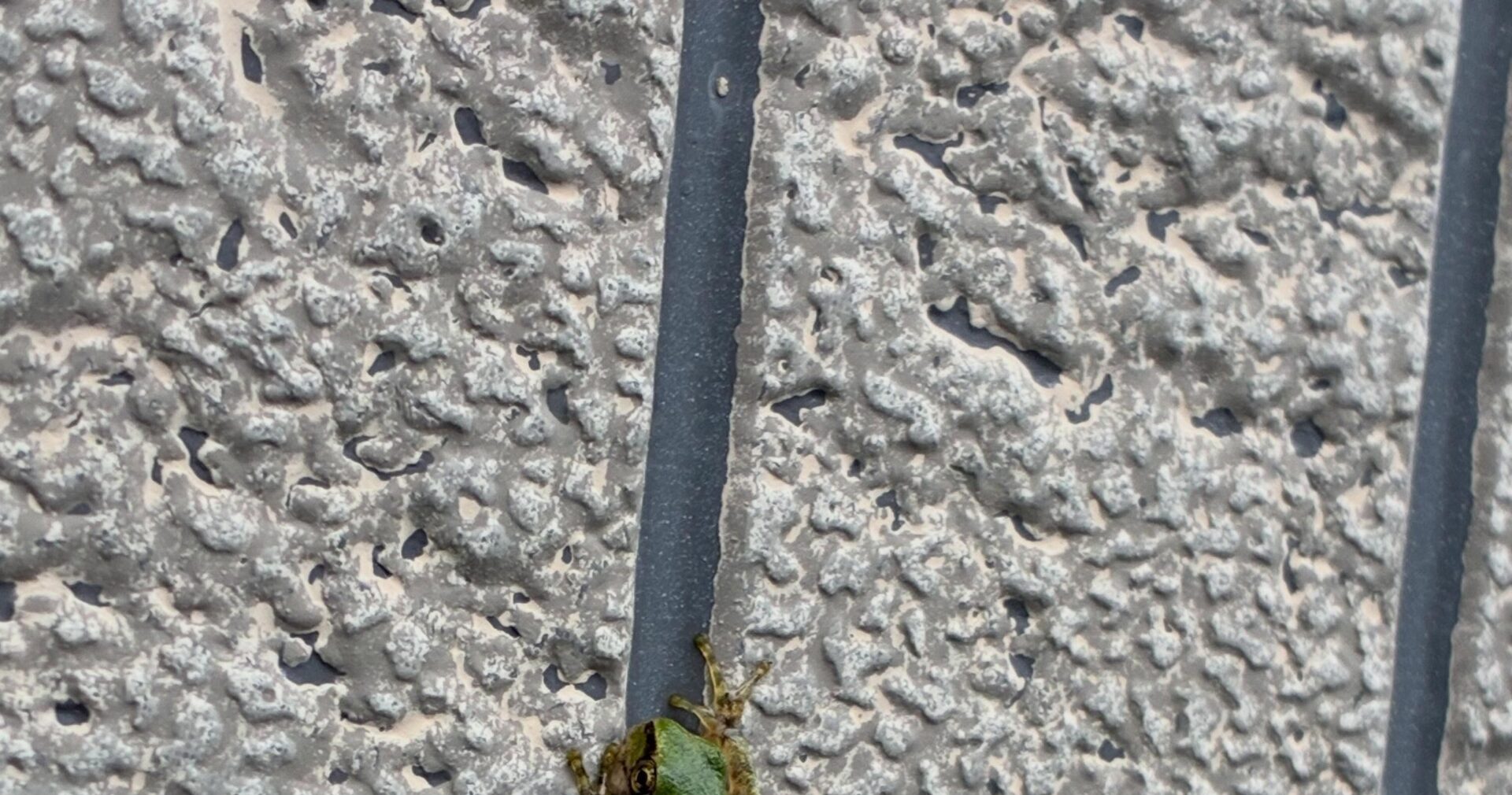 自宅前で見つけたカエルに違和感。一度スルーするも、引き返してよく見てみた結果→まさかの光景に…「わ～珍しい」「見たことない」