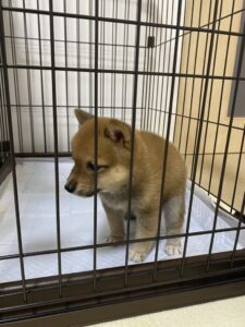 掌サイズだった柴犬をお迎え。それから約3年半後の驚きの姿に…「きゃーーーーー！！」「進化」「たまらん」