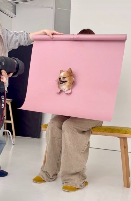愛犬のプロフィール写真。しかし「こうやって撮りました」その様子に「文化祭の準備みたい」「まさかの物理！」「無茶苦茶大好き」