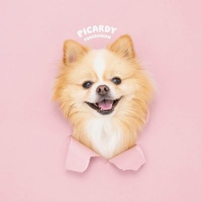 完成したプロフィール写真①（＠pomepomePicardyさんより提供）