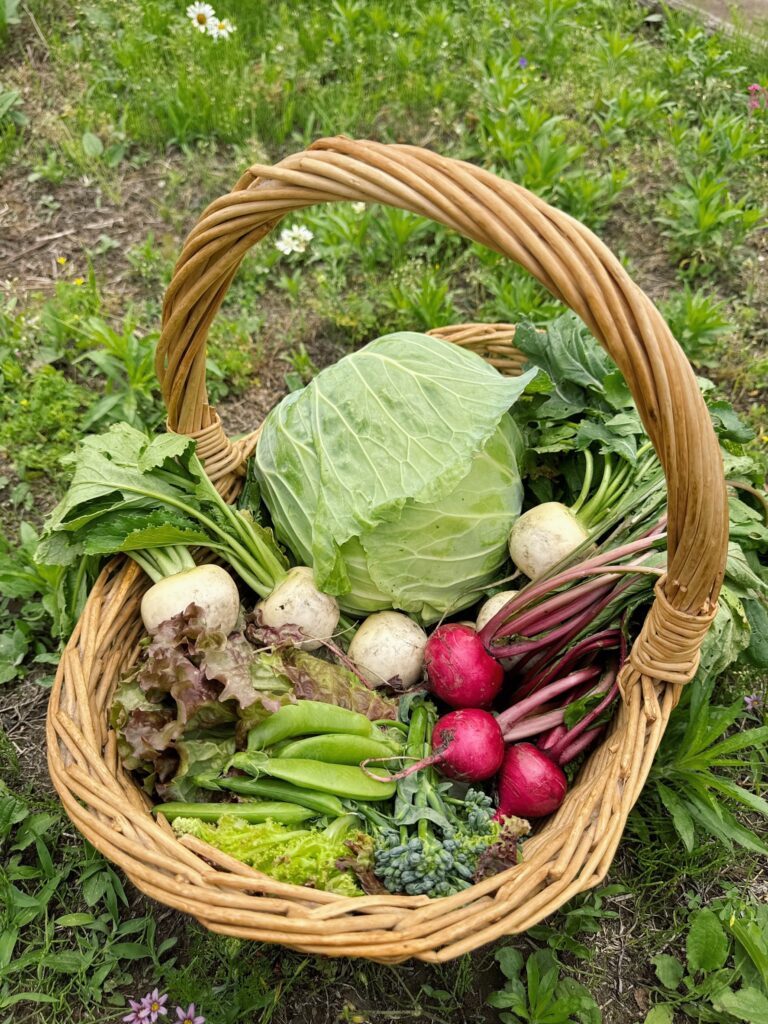畑で収穫したほかの野菜①（＠saya_naturallifeさんより提供）