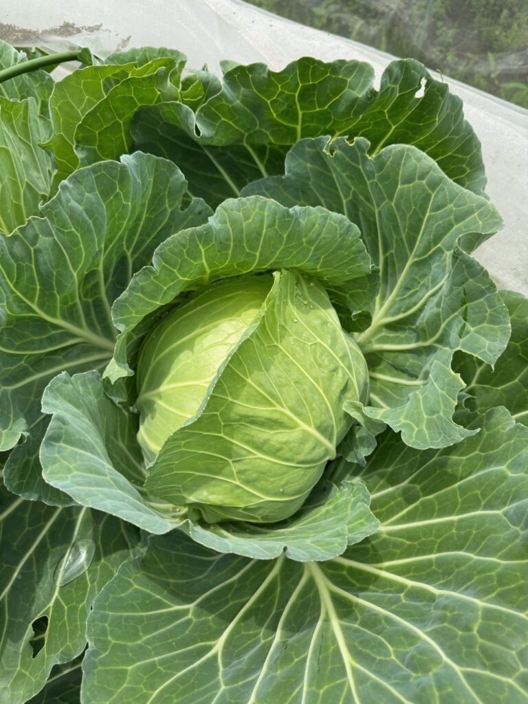 畑で収穫したほかの野菜②（＠saya_naturallifeさんより提供）