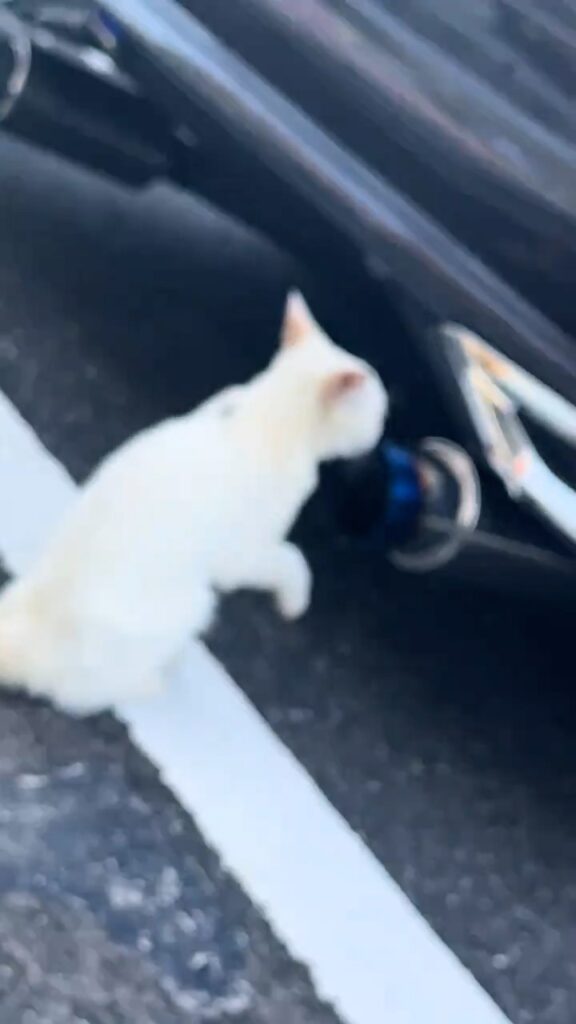 車のマフラーをのぞく白猫②（＠50priussaseboさんより提供）