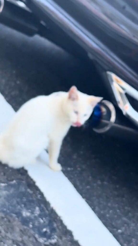 車のマフラー前の白猫①（＠50priussaseboさんより提供）