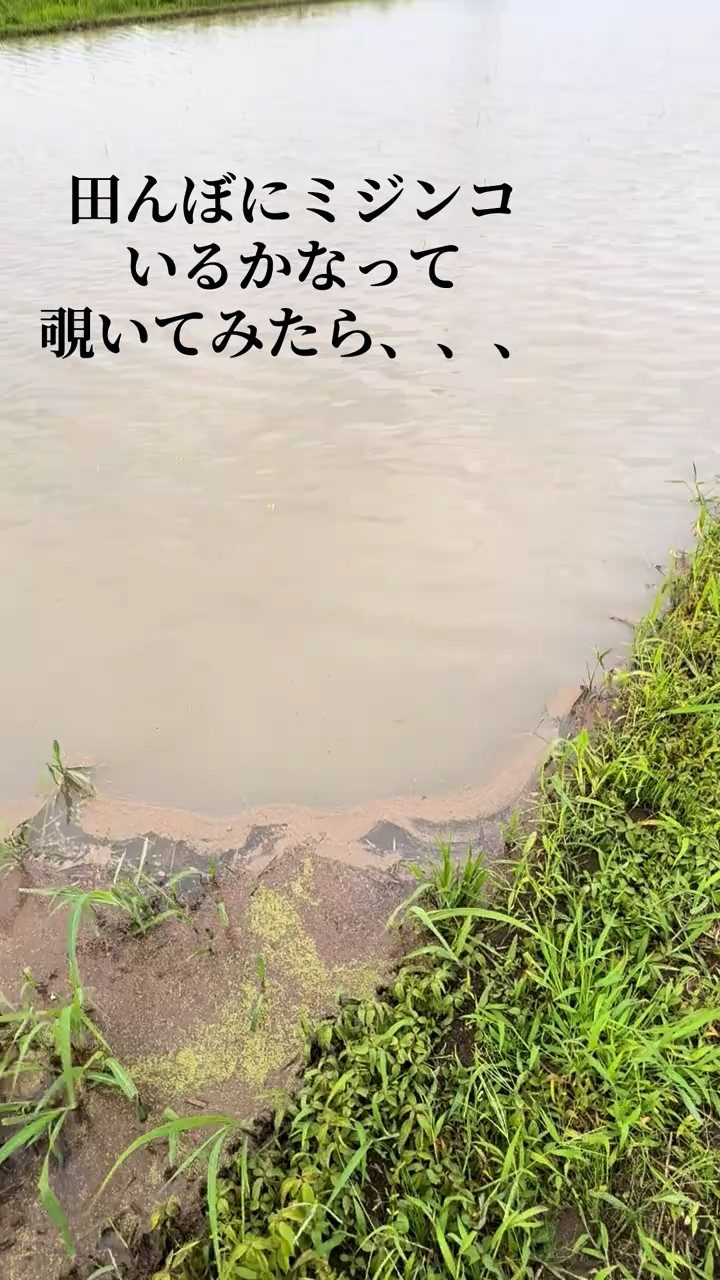 田んぼで動く影に違和感。→よく見ると…衝撃の光景に「何がいるんだ?」「珍しい」「その田んぼが羨ましい」
